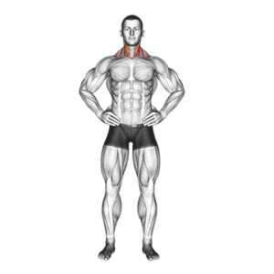 Imagen de Estiramientos Cervicales